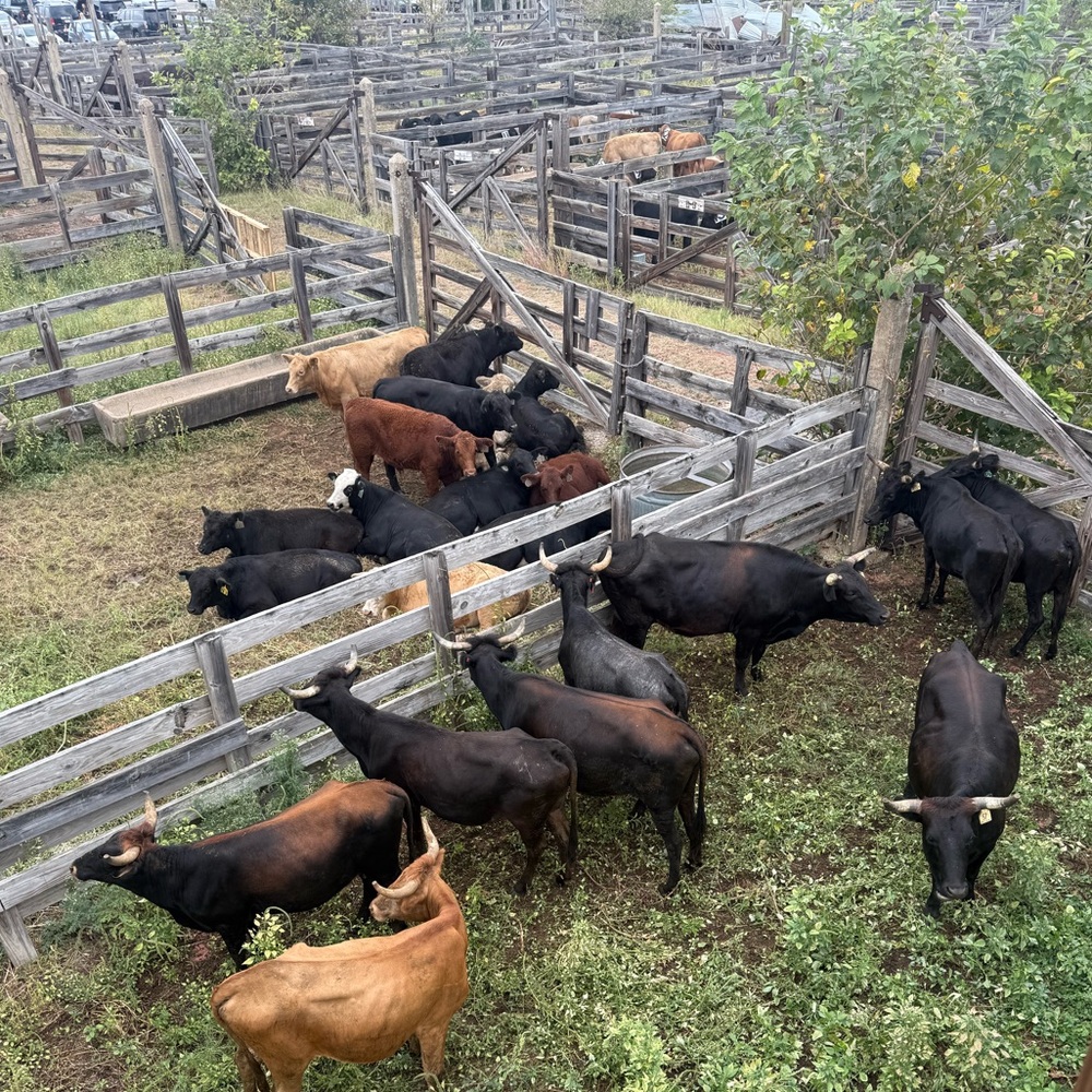 Meet your Posher, Giancarlo